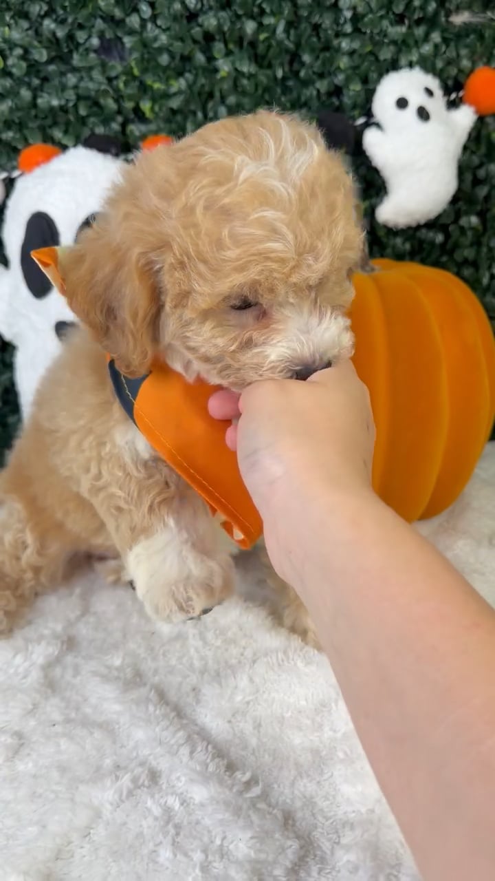 Male Bichapoo puppy named Jax for sale at Puppy Dreams - Garland. video thumbnail