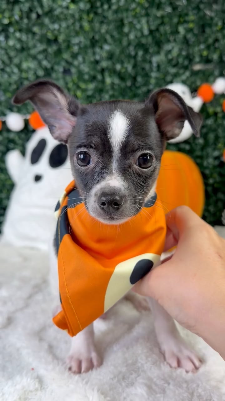 Male Chihuahua puppy named Hades for sale at Puppy Dreams - Garland. video thumbnail