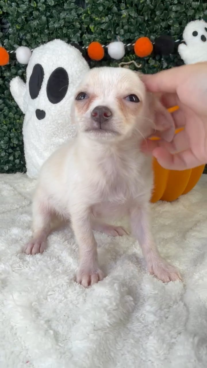 Female Chihuahua puppy named Rosie for sale at Puppy Dreams - Garland. video thumbnail