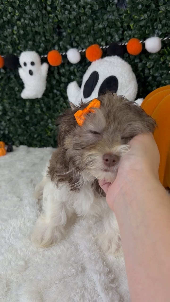 Female Havanese puppy named Lola for sale at Puppy Dreams - Garland. video thumbnail