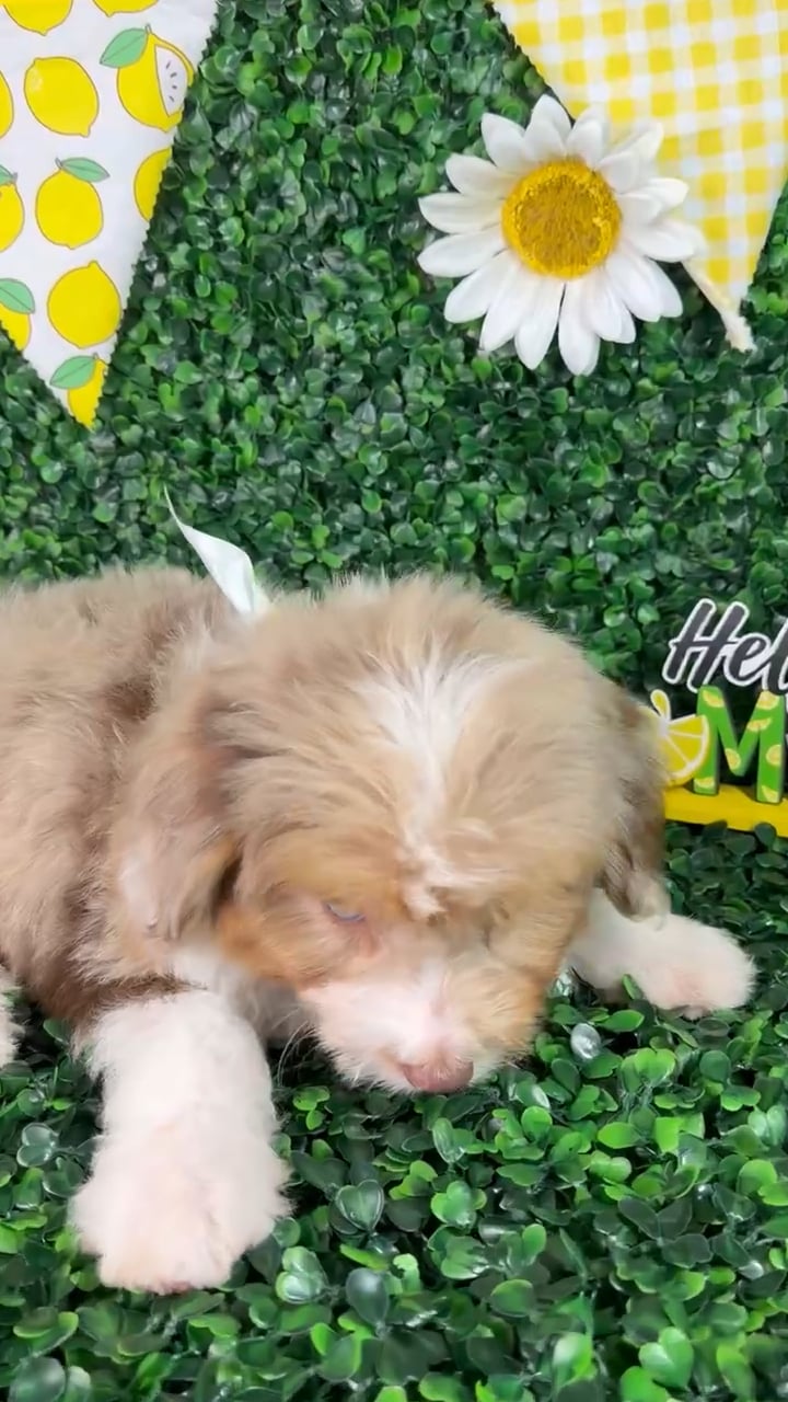 Male Mini Aussiedoodle puppy named Max for sale at Puppy Dreams - North Richland Hills. video thumbnail