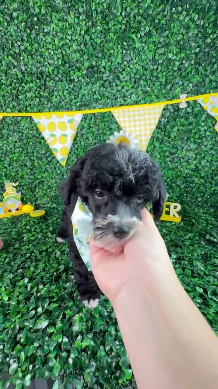 Male Poodle Toy puppy named Rex for sale at Puppy Dreams - North Richland Hills. video thumbnail