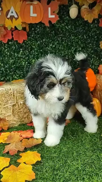 Female Bernedoodle puppy named *Lays* for sale at Puppy Dreams - Mansfield. video thumbnail