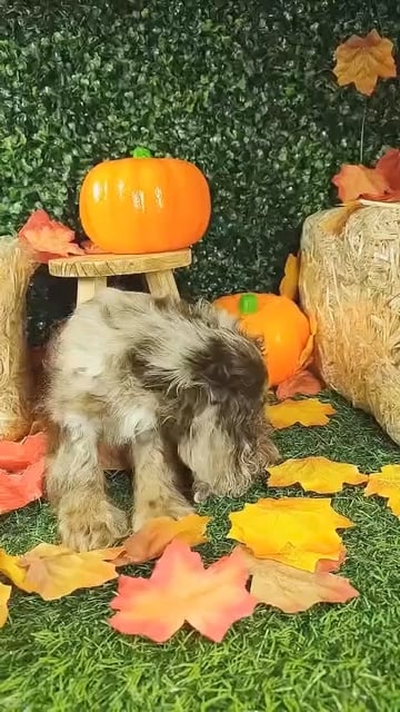 Male Cocker Spaniel puppy named Ruffles for sale at Puppy Dreams - Mansfield. video thumbnail