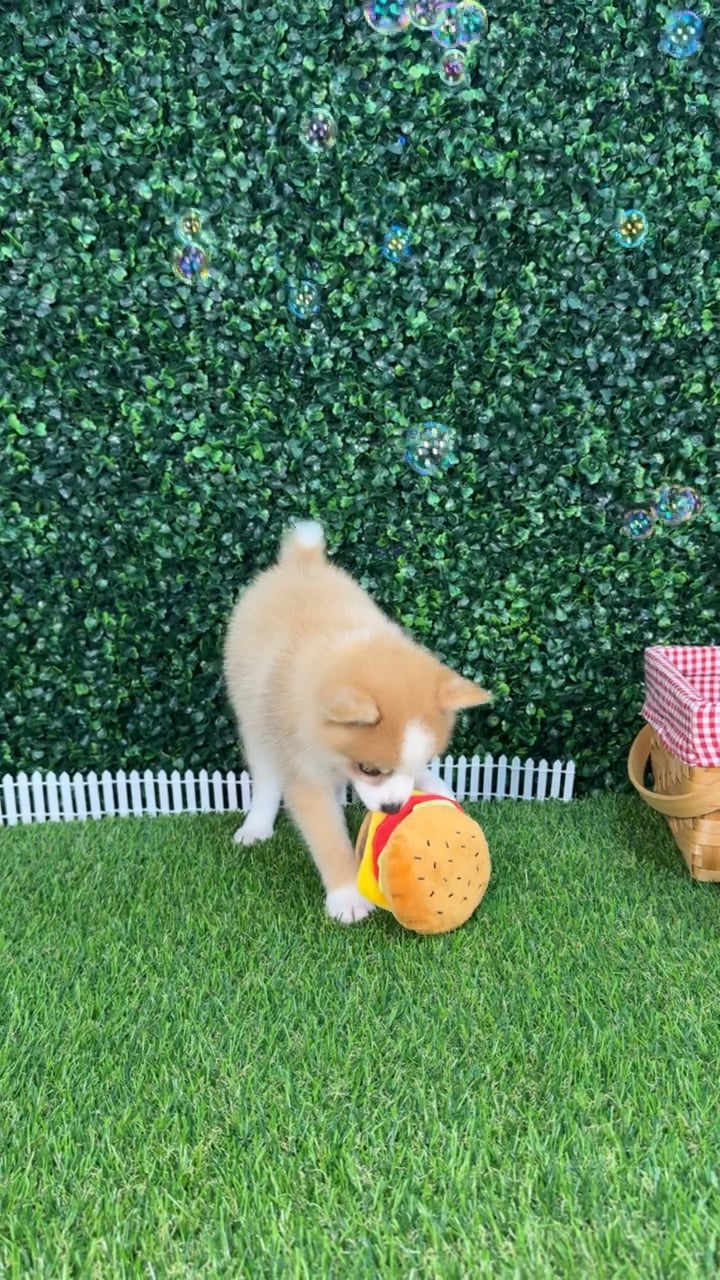 Male Pomsky puppy named Carmelo for sale at Puppy Dreams - Missouri City. video thumbnail