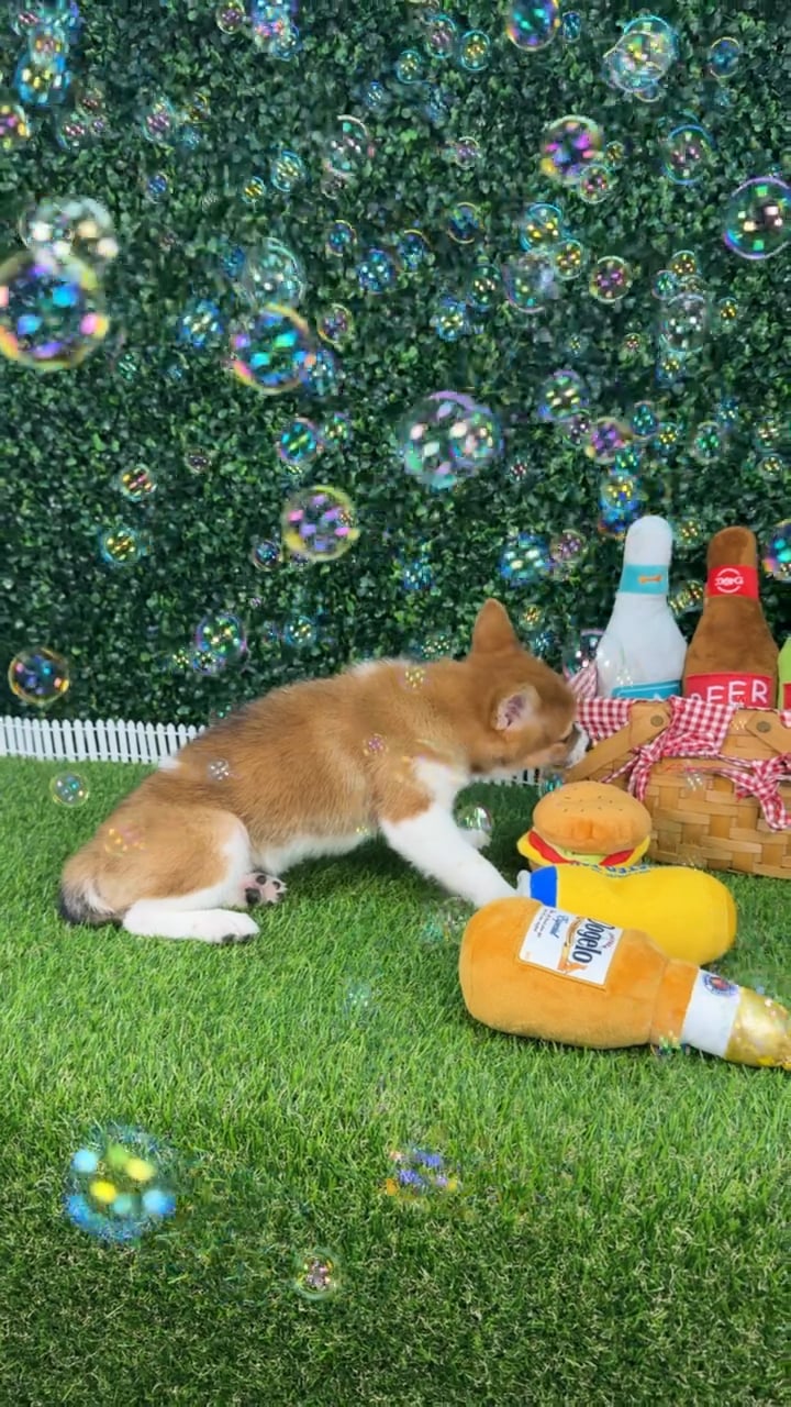 Female Shiba Inu puppy named Nami for sale at Puppy Dreams - Missouri City. video thumbnail