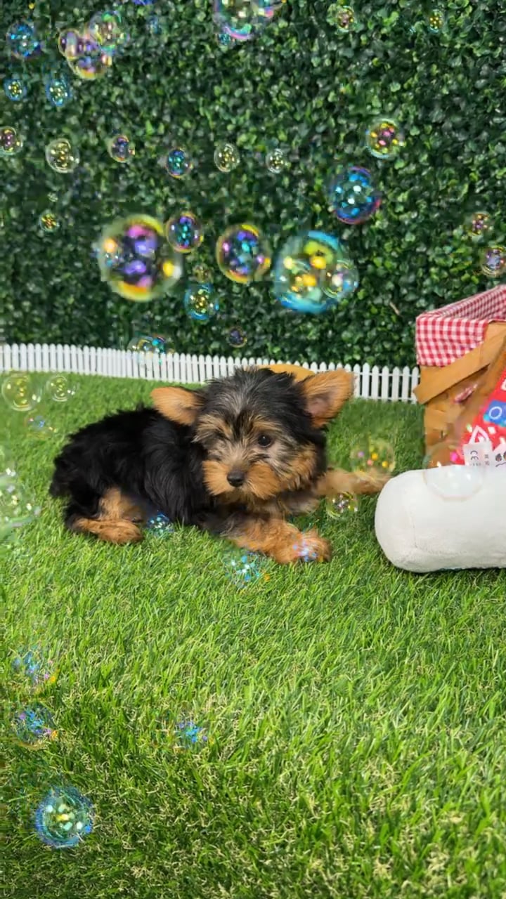 Male Yorkie puppy named Axel for sale at Puppy Dreams - Missouri City. video thumbnail