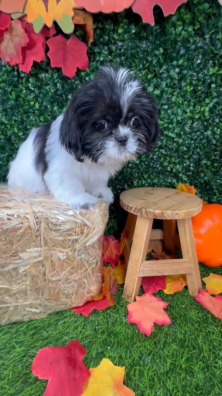 Female Shih Tzu puppy named Pringles for sale at Puppy Dreams - Mansfield. video thumbnail