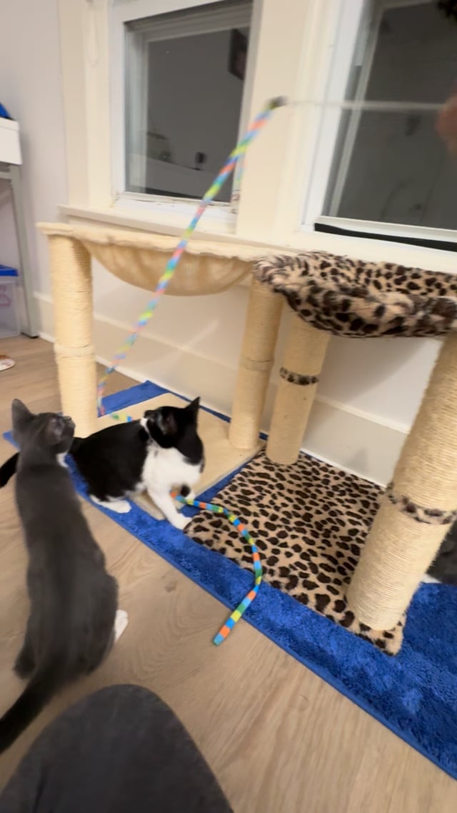 Enlarge Monica, a ADOPTABLE Domestic Short Hair in Montclair, NJ video 6/6