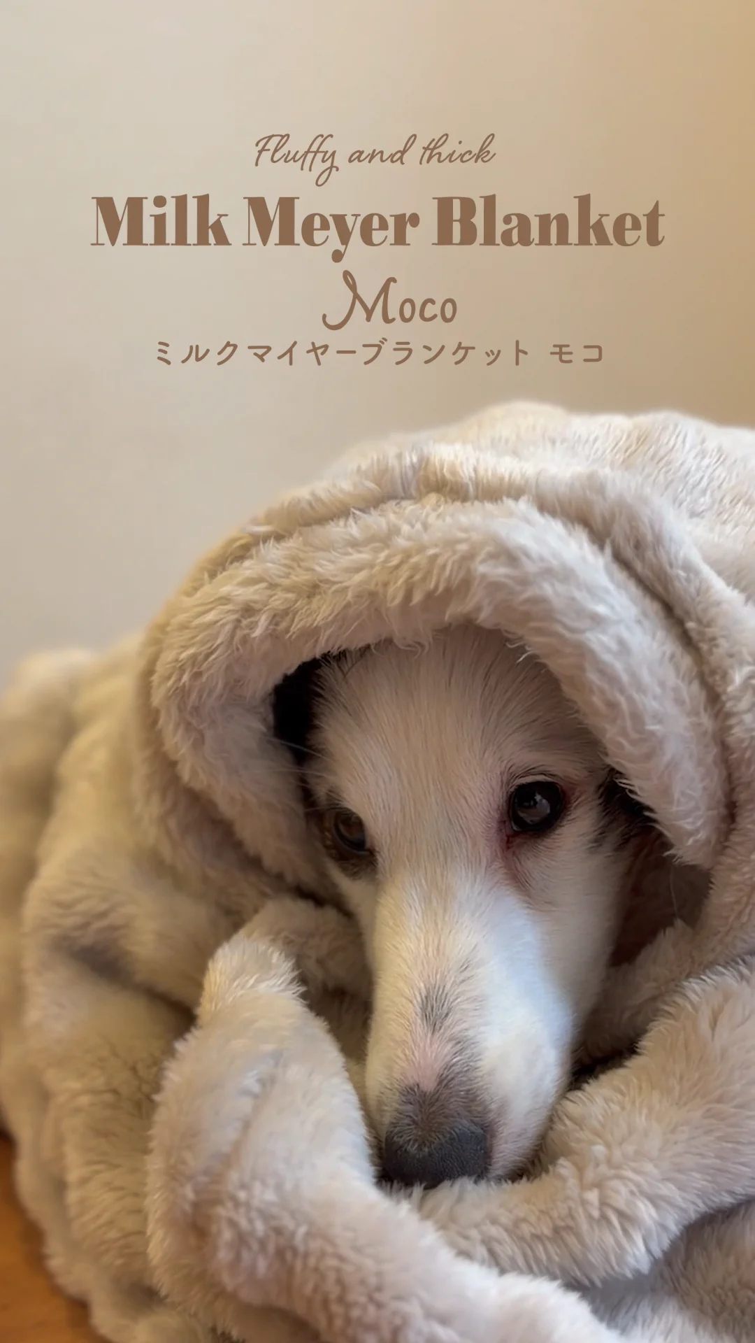 犬猫用毛布 ミルクマイヤーブランケット Moco ワイド | ペティオ