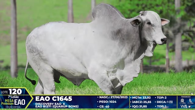 Lote 120