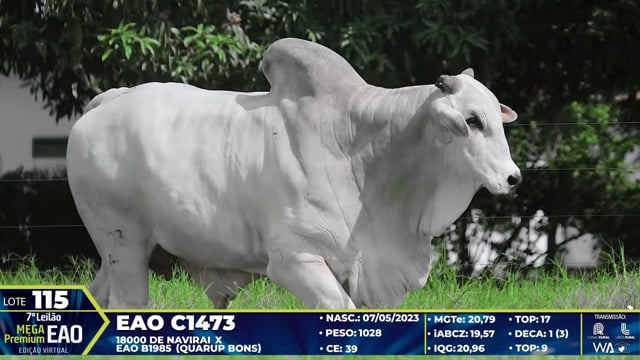 Lote 115