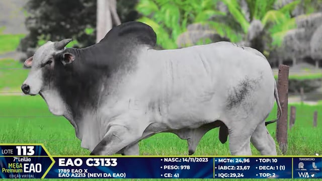 Lote 113