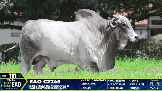 Lote 111