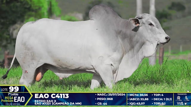 Lote 99