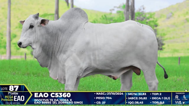 Lote 87