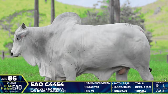 Lote 86