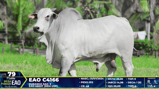 Lote 79