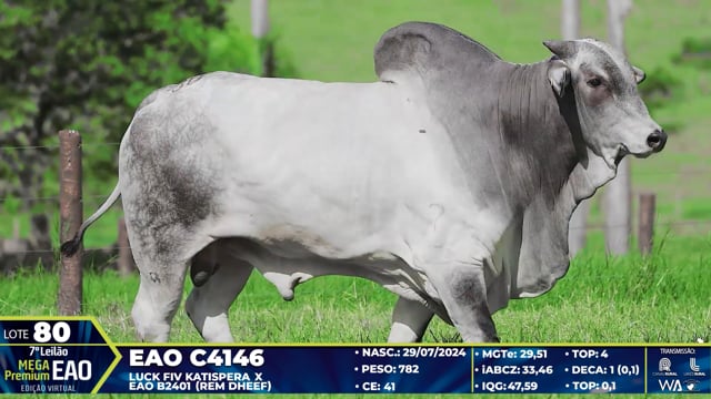 Lote 80