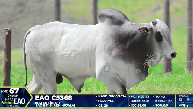 Lote 67