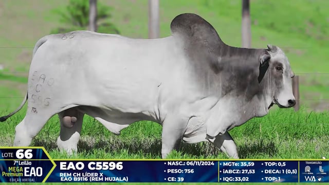 Lote 66