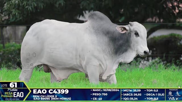 Lote 61