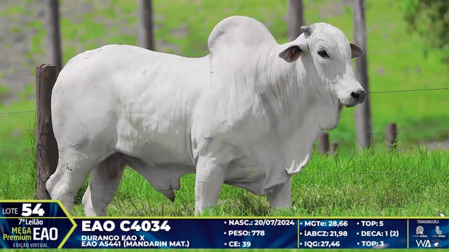 Lote 54