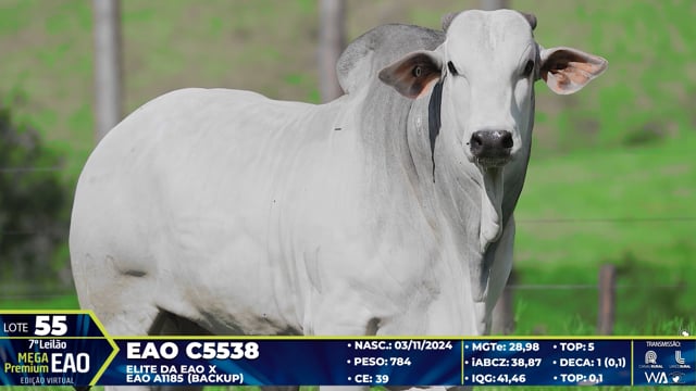 Lote 55