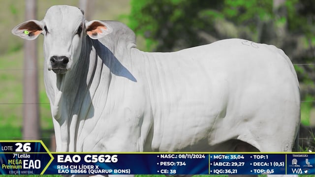 Lote 26
