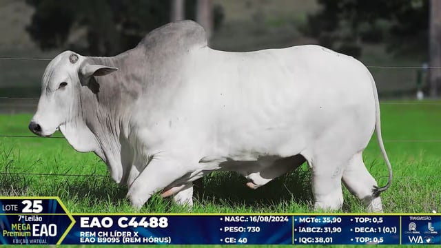 Lote 25