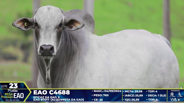 Lote 23