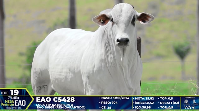 Lote 19