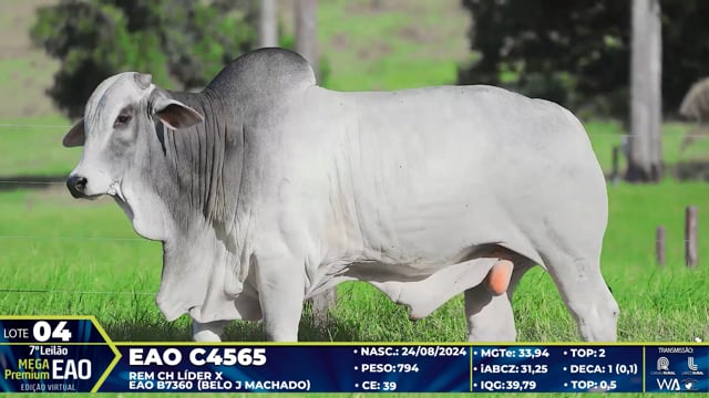 Lote 04