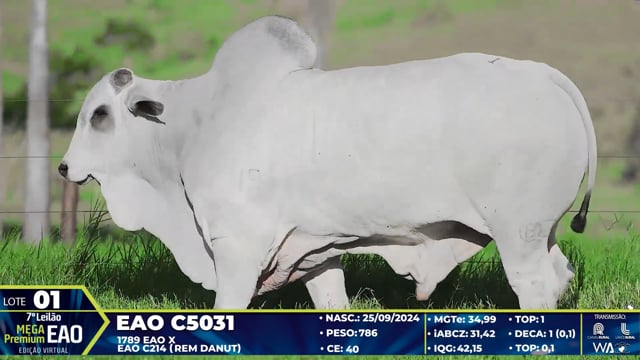 Lote 01