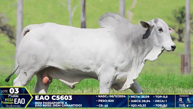 Lote 03