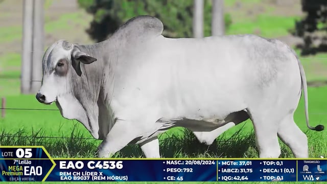 Lote 05