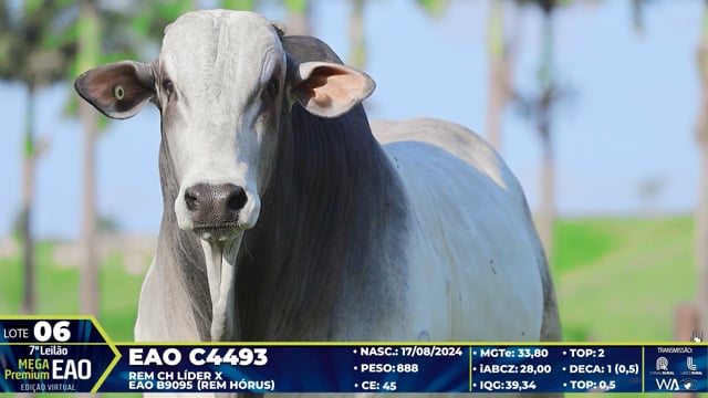 Lote 06