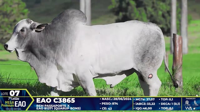 Lote 07