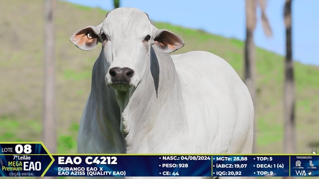 Lote 08