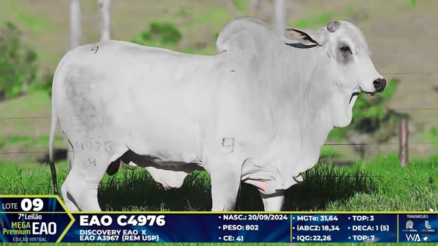 Lote 09