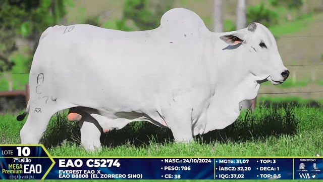 Lote 10