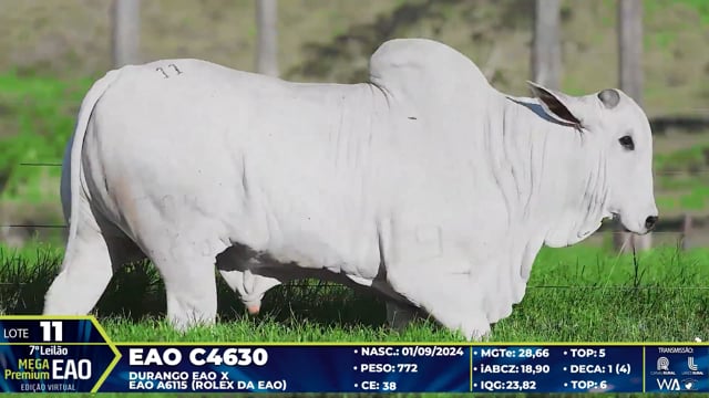 Lote 11