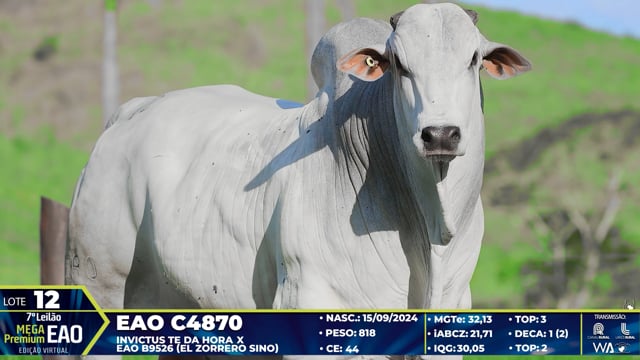 Lote 12