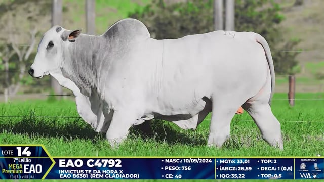 Lote 14