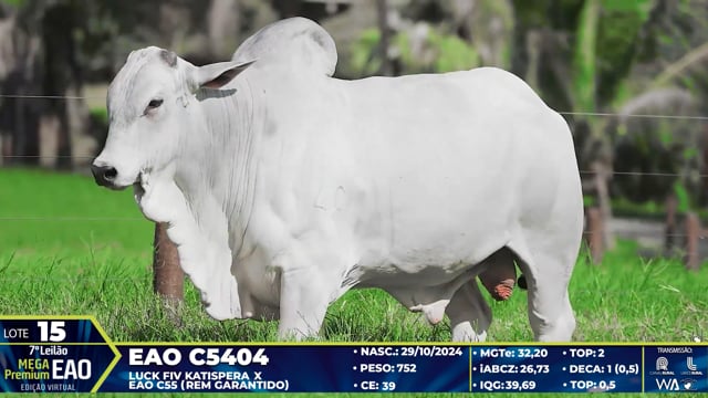 Lote 15
