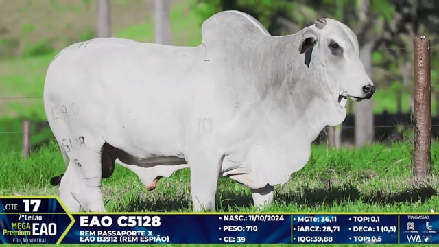 Lote 17