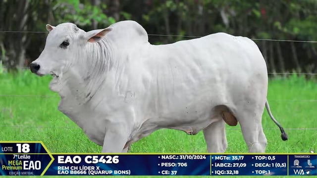 Lote 18