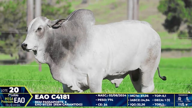 Lote 20