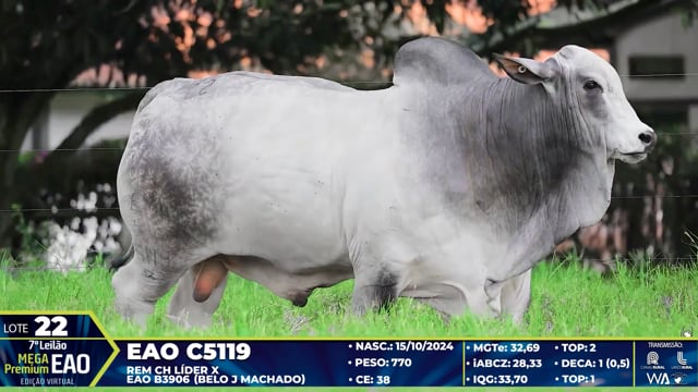 Lote 22