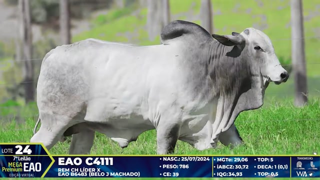 Lote 24
